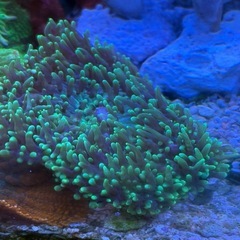 ヘアリーディスク(売約済み)の画像