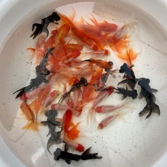 高級金魚すくいの画像