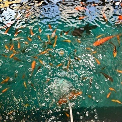 高級金魚すくいの画像