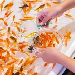 高級金魚すくいの画像