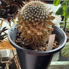 観葉植物 サボテン　景清の画像