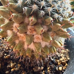 観葉植物 サボテン　景清の画像