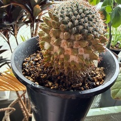 観葉植物 サボテン　景清の画像