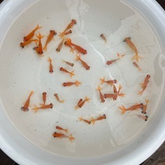 頂天眼稚魚 金魚の画像
