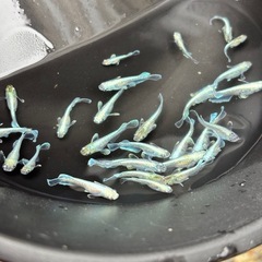 【値下げ】エメキン 1匹あたりの画像