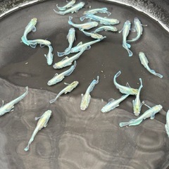 【値下げ】エメキン 1匹あたりの画像