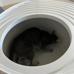 🐈🐾猫トイレ 大きめの画像