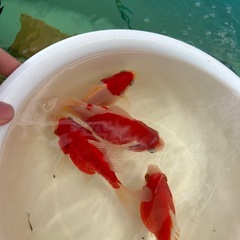6匹限定いやしの郷産 上物 紅白玉サバ の画像