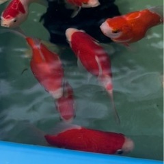 6匹限定いやしの郷産 上物 紅白玉サバ の画像