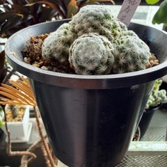 観葉植物　サボテン　姫春ほし星の画像
