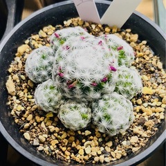 観葉植物　サボテン　姫春ほし星の画像