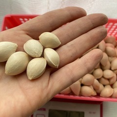 秋の味覚　ぎんなん　無農薬　ギンナン　約360g 銀杏　ぎんなん organic　gingko nutsの画像