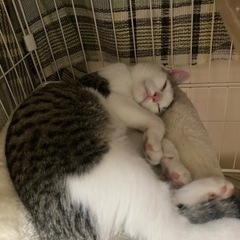 人馴れしています😽キジ白4ヶ月／初期診察済み(期限〜10/20月曜日)