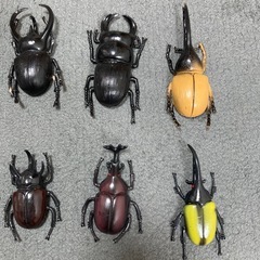 昆虫セット　15匹　おもちゃ　虫　カブトムシなどの画像