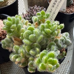 観葉植物　多肉植物 カシミアヒントニー（モシニアナム）の画像