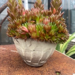 多肉植物1の画像