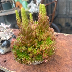 多肉植物1の画像