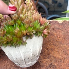多肉植物1の画像