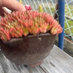 多肉植物2の画像