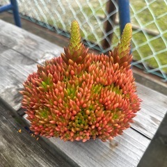 多肉植物2の画像