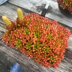 多肉植物3の画像