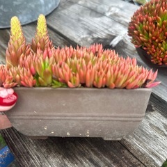 多肉植物3の画像