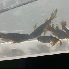 妲己メダカ５匹の画像
