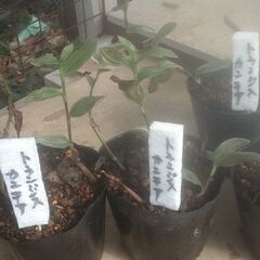 草花5点200円コーナーに観葉植物のピレアヌムラリフォリアとトランジスタカンチアを品出ししました。の画像