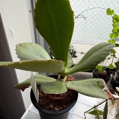 観葉植物　多肉植物 カランコエ シンセパラの画像