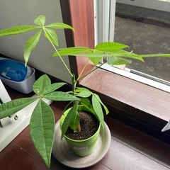観葉植物の画像