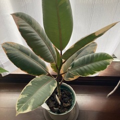 【観葉植物】フィカス エラスティカの画像