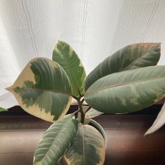 【観葉植物】フィカス エラスティカの画像