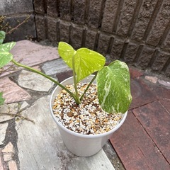 モンステラ斑入り
の画像