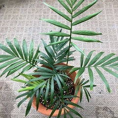 テーブルヤシ🌴の画像