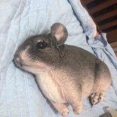 ぬいぐるみ　18の画像