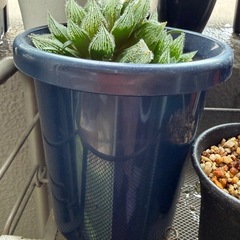 観葉植物　多肉植物　ハオルチア　白雪えまき絵巻の画像