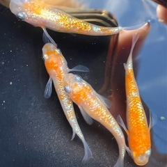 王華①（めだか・メダカ）の画像