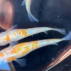 王華②（めだか・メダカ）の画像