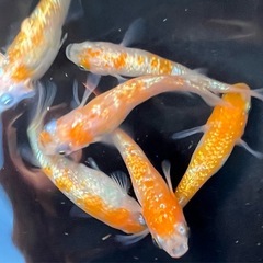王華②（めだか・メダカ）の画像