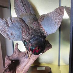 キジの剥製の画像