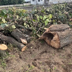 伐採した木の画像
