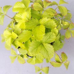 🍓🌱ワイルドストロベリー大苗🌱🍓ゴールデンアレキサンドリア🌱ガーデニング・園芸・植物・苗・緑・花・四季なり・四季成り・栽培・実のなる植物・いちご・イチゴ・ハーブの苗・緑・食べられる植物・育てるの画像