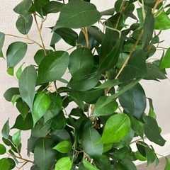 ニトリ観葉植物　イミテーション　入れ物付き　　の画像