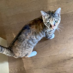 小さなスウちゃん - 札幌市