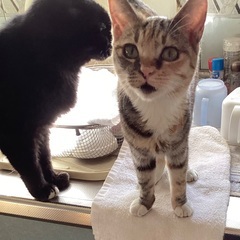 小さなスウちゃん
