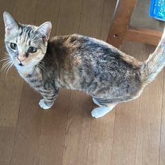 小さなスウちゃん - 猫