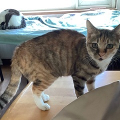小さなスウちゃん − 北海道