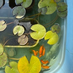 らんちゅうの画像