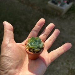 エケベリア(品種不明)一寸鉢の画像
