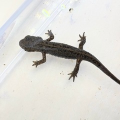 アカハライモリ　色彩変異個体　の画像